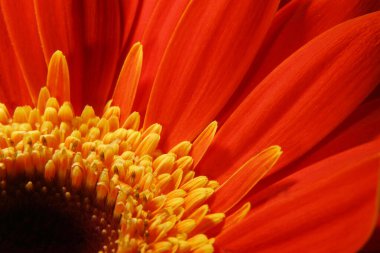 Makroda çok güzel parlak turuncu bir çiçek.