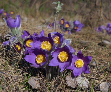 Parkta çiçek açan bir sürü bahar çiçeği var.