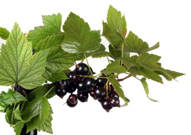 Yakın plan fırça siyah frenk üzümü beyaz arkaplanda izole