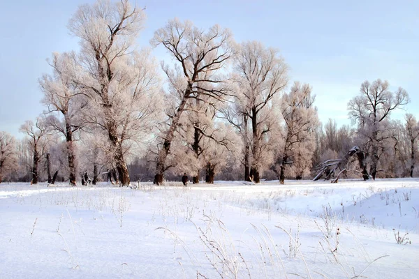 Ein Langer Spaziergang Der Natur Schneebedeckter Russischer Winter — Stockfoto