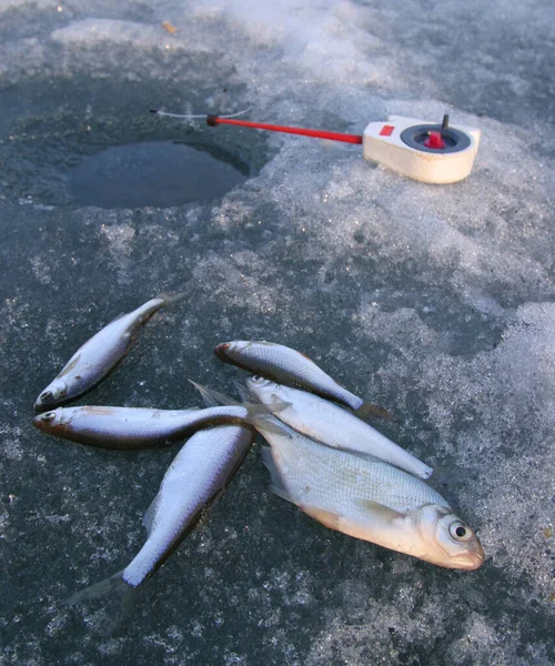 Pesce Catturato Durante Inverno Sul Ghiaccio Vicino Pozzi — Foto Stock