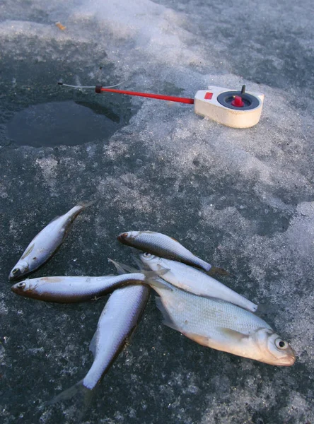 冬に獲れる魚は井戸の近くの氷の上にいます — ストック写真