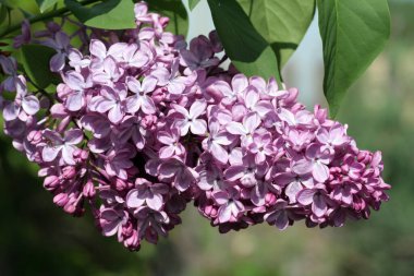 İlkbaharda açan bir demet güzel leylak