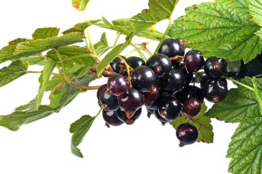 Yakın plan fırça siyah frenk üzümü beyaz arkaplanda izole