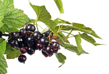 Yakın plan fırça siyah frenk üzümü beyaz arkaplanda izole