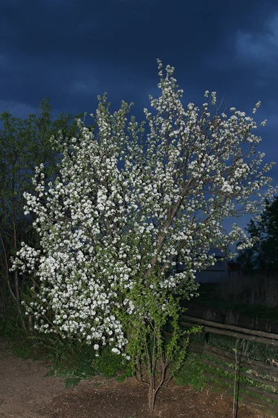 정원에 사과나무 — 스톡 사진