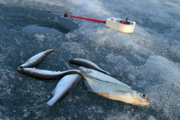 Fisch Der Winter Gefangen Wird Liegt Auf Dem Eis Der — Stockfoto