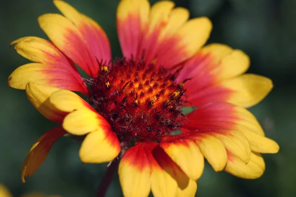 Gaillardia Blume Aus Nächster Nähe Garten — Stockfoto
