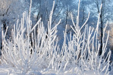 Çok güzel ağaçlar tamamen buzla kaplı.