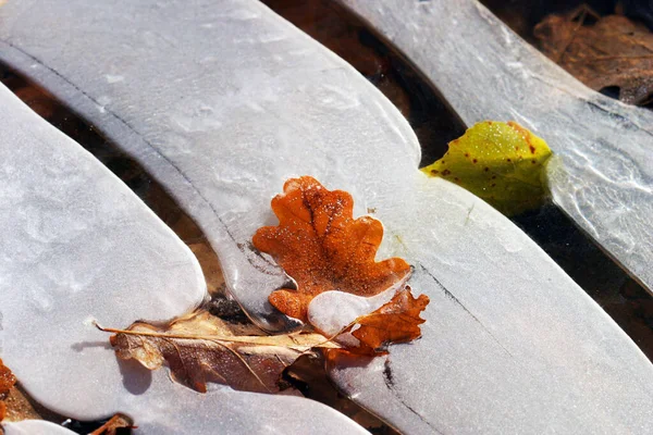 Macro Ghiaccio Sul Fiume Foglie Bizzarre Cadute — Foto Stock