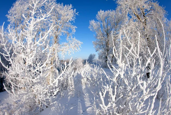 Lunga Passeggiata Invernale Chiara Giornata Sole — Foto Stock