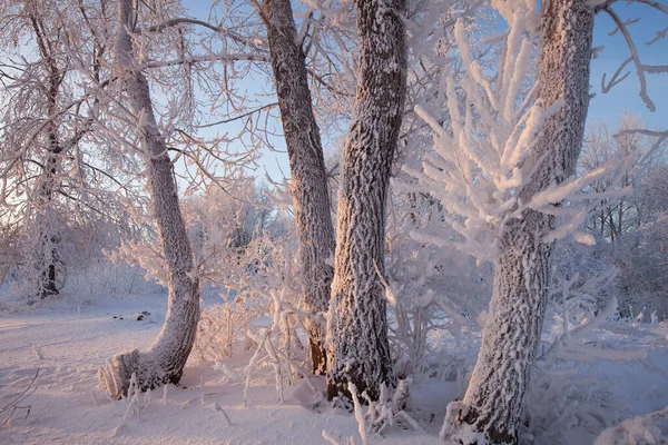 Una Lunga Passeggiata Nella Foresta Invernale Innevata — Foto Stock