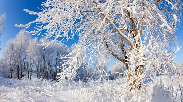 Paseo Invierno Bosque Cubierto Nieve — Foto de Stock