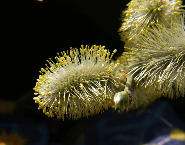 Bela Flor Primavera Desgrenhado Jovem Salgueiro Botões — Fotografia de Stock