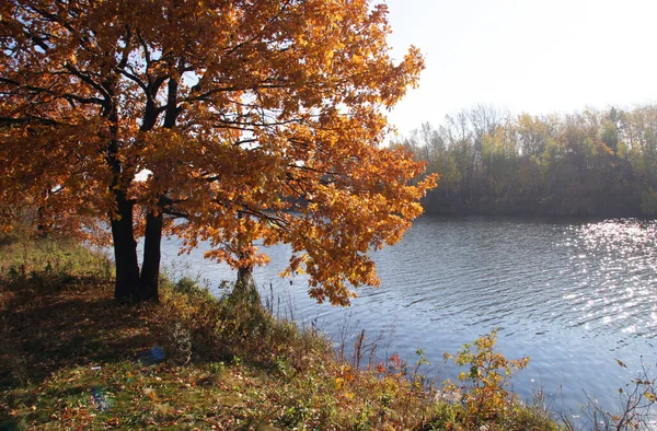 Autumn Landscape River Trees Sunny Day — Stock Photo, Image