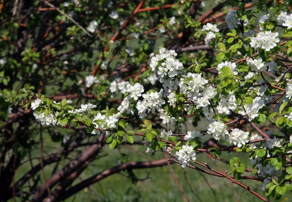 Walk Outdoors Spring Flowering Apple Trees — Stock Photo, Image