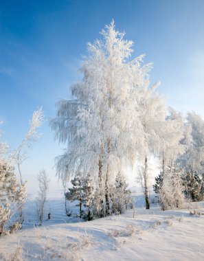 Rusya 'nın güzel kış sahnesinde yürü