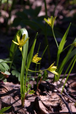 Çayırda bir sürü güzel sarı çiçek var.