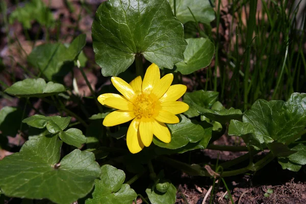 Mange Små Smukke Gule Blomster Eng - Stock-foto