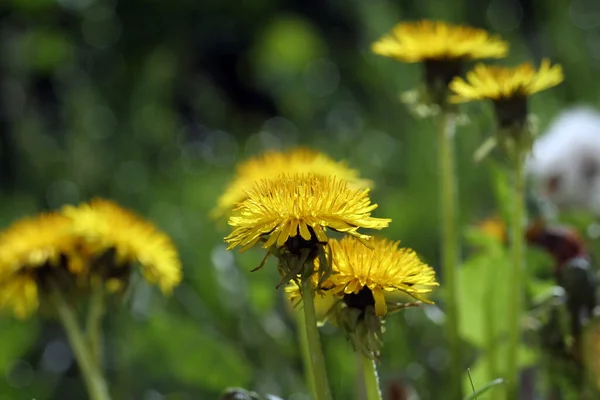 Vackra Blommande Maskrosor Vårängen — Stockfoto