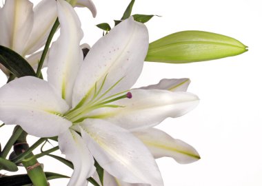 Güzel bir buket zambak. Stüdyo çekimi