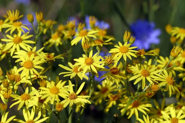 Schöne Gelbe Gänseblümchen Blühen Einem Sonnigen Tag — Stockfoto