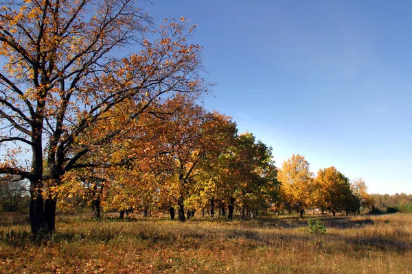 Magnífico Paisaje Roble Otoño Día Soleado —  Fotos de Stock