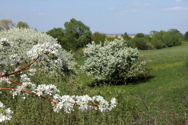 Caminar Aire Libre Durante Primavera Los Manzanos Florecientes —  Fotos de Stock