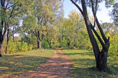 Ormanda uzun bir yürüyüş.