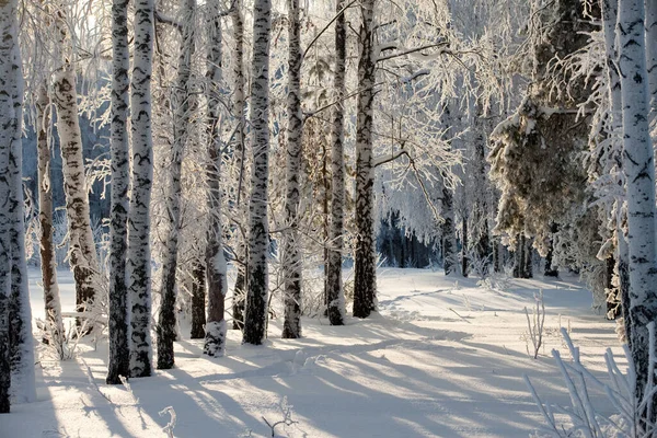 Frostig Vintermorgon Ett Trä Putsat Med Rim — Stockfoto