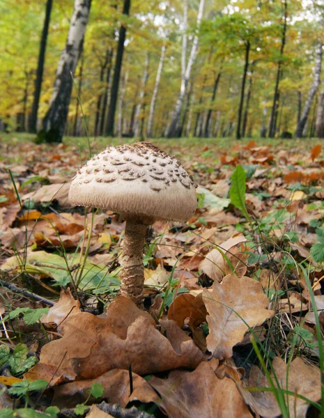 Muito Bonito Grande Fungo Branco Floresta Russa — Fotografia de Stock