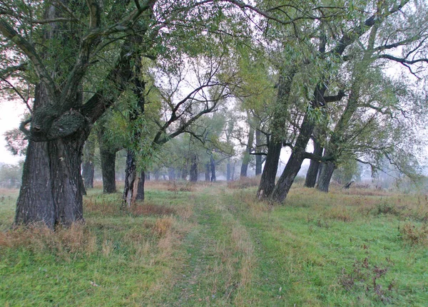 Ein Langer Spaziergang Auf Der Straße Wald — Stockfoto