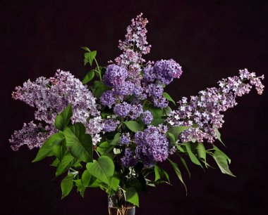 Stüdyoda büyük bir bahar leylağı buketi.