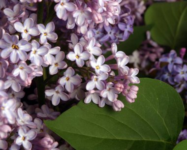 Stüdyoda büyük bir bahar leylağı buketi.