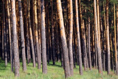 Ormanda birçok kozalaklı ağaç gövdesi var.