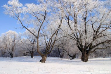Açık bir günde çekilen güzel kış manzaraları