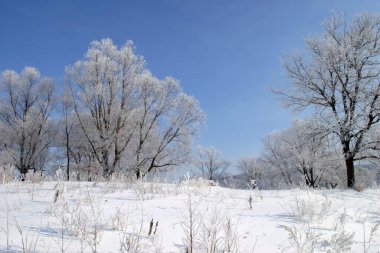 Açık bir günde çekilen güzel kış manzaraları