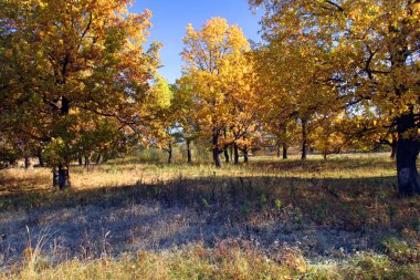 Sonbahar manzarası meşe ağaçları ve sabah güneşiyle kaplanmış çimenler.