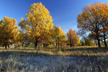 Sonbahar manzarası meşe ağaçları ve sabah güneşiyle kaplanmış çimenler.