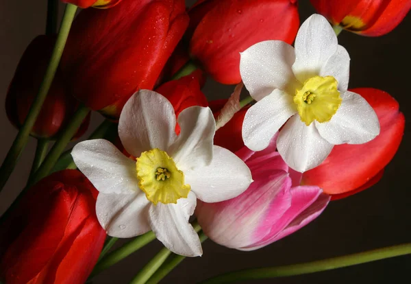 Vacker Bukett Vårblommor Studio Fotografering — Stockfoto