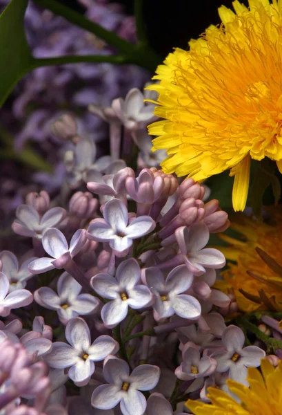 Beau Grand Bouquet Lilas Printaniers Studio Tournage — Photo