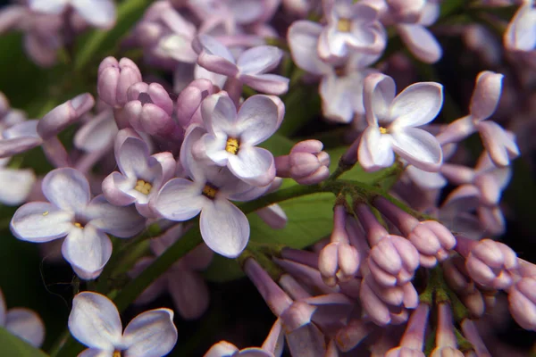 Beau Grand Bouquet Lilas Printaniers Studio Tournage — Photo