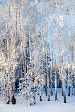 Rim 'le sıvanmış bir ağaçta dondurucu bir kış sabahı
