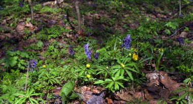 Güzel, çiçekli çayırlıklar, sık ormandaki Corydalis çiçekleri.