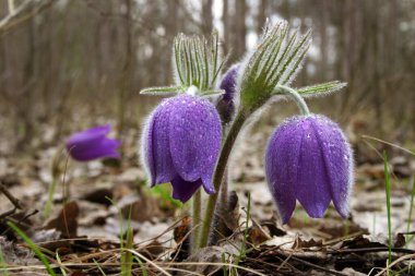 Parkta çiçek açan bir sürü bahar çiçeği var.