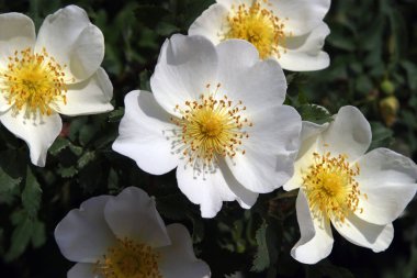 Güzel açan beyaz çiçekler baharda açık havada.