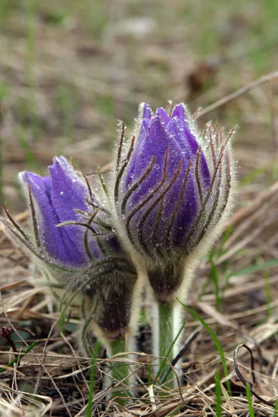 Nombreuses Primevères Printanières Fleurissent Dans Parc — Photo