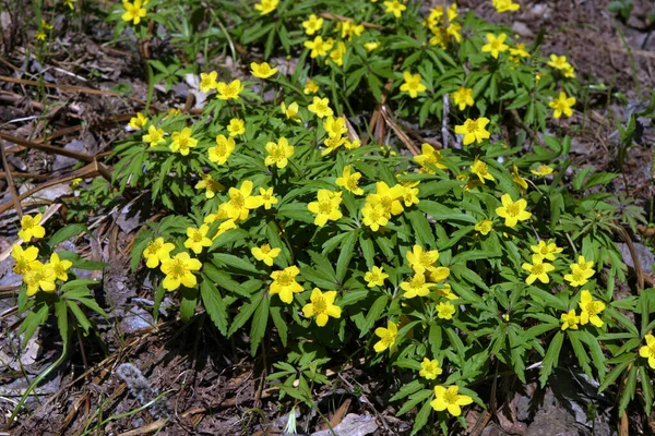Sok Kis Szép Sárga Virágok Réten — Stock Fotó