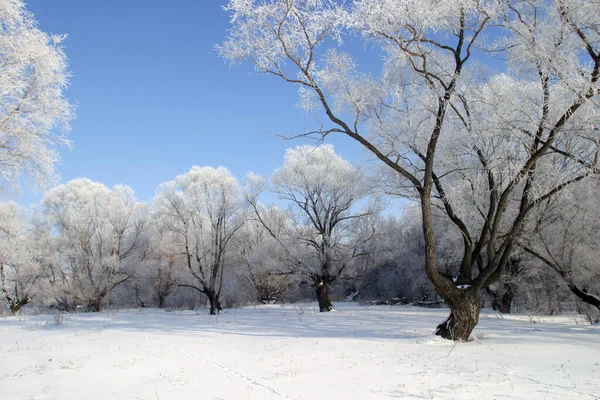 Прекрасные Зимние Пейзажи Ясный День — стоковое фото