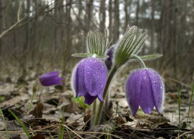 Parkta çiçek açan bir sürü bahar çiçeği var.
